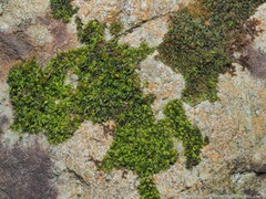 Physcomitrium pyriforme