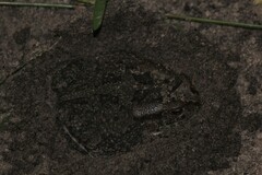 Sclerophrys garmani