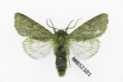 Acronicta euphorbiae