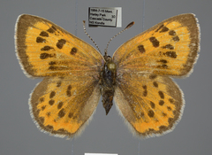 Lycaena cupreus