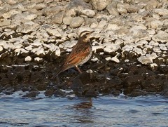 Turdus eunomus