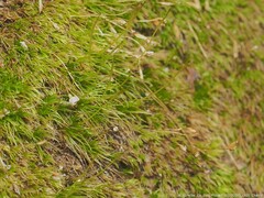 Dicranella heteromalla