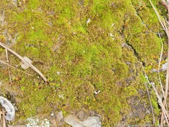 Dicranella heteromalla