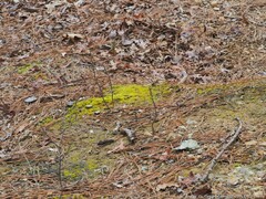 Dicranella heteromalla