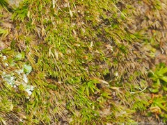 Dicranella heteromalla