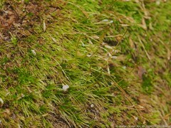 Dicranella heteromalla