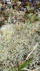 Cladonia furcata