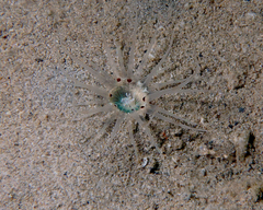 Ceriantharia