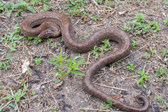 Epicrates maurus