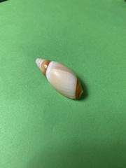 Ancillista velesiana