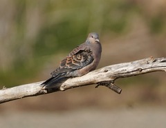Streptopelia orientalis orientalis