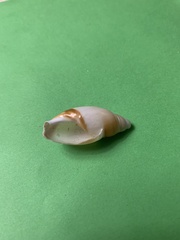 Ancillista velesiana