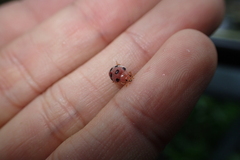 Epilachna maculicollis