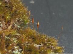 Dicranella heteromalla