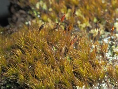 Dicranella heteromalla