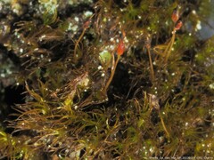 Dicranella heteromalla