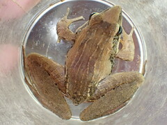 Ptychadena anchietae