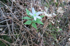 Anemonoides trifolia albida