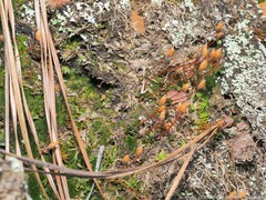 Pogonatum brachyphyllum