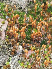Pogonatum brachyphyllum