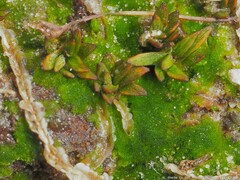 Pogonatum brachyphyllum