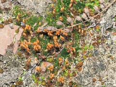 Pogonatum brachyphyllum