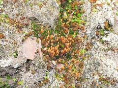Pogonatum brachyphyllum