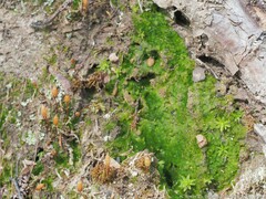 Pogonatum brachyphyllum