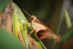 Calpodes longirostris