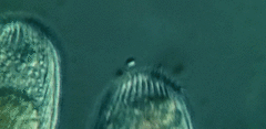 Spathidiopsis socialis