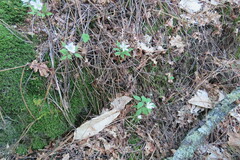 Anemonoides trifolia albida