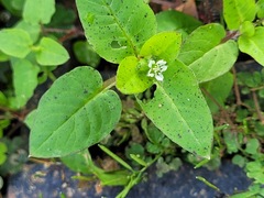 Stellaria aquatica