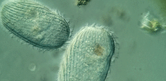 Spathidiopsis socialis