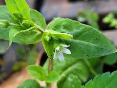 Stellaria aquatica