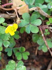 Oxalis corniculata