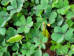 Oxalis corniculata