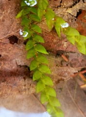 Fontinalis antipyretica