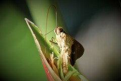 Calpodes longirostris