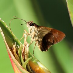 Calpodes longirostris