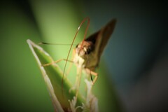 Calpodes longirostris