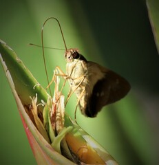 Calpodes longirostris