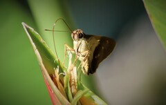 Calpodes longirostris