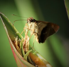 Calpodes longirostris