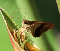 Calpodes longirostris