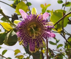 Passiflora ligularis
