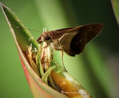 Calpodes longirostris