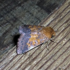 Pyrrhia aurantiago