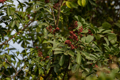 Zanthoxylum zanthoxyloides