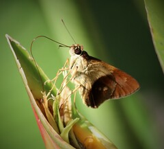 Calpodes longirostris