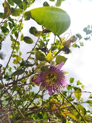Passiflora ligularis